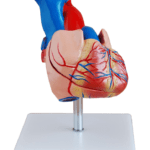 مجسم القلب